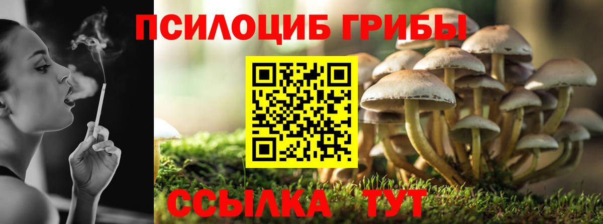 Богородицк  Галлюциногенные грибы Cubensis  Вход с VPN 
